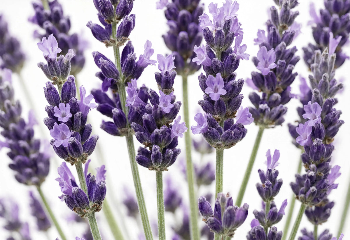 Lavender Oil