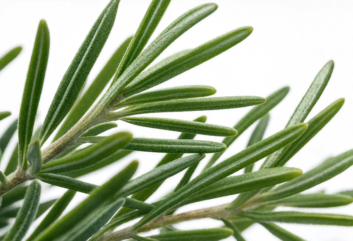 Rosemary Oil