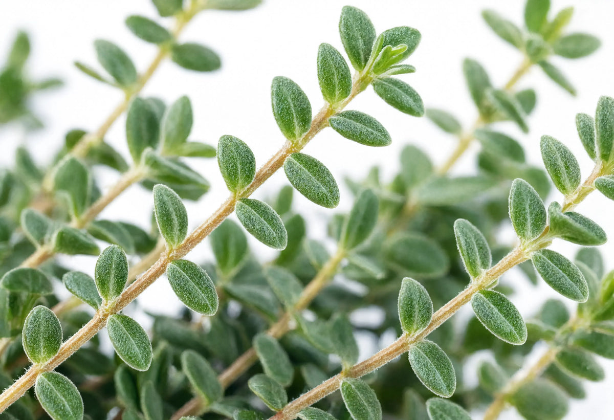 Thyme Oil